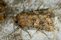 Anarta pugnax