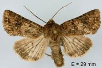 Anarta pugnax