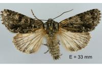 Acronicta auricoma