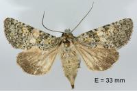 Hadena luteocincta