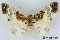 Eupithecia breviculata