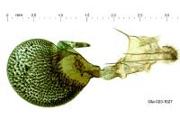 Eupithecia breviculata