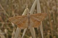Idaea ochrata