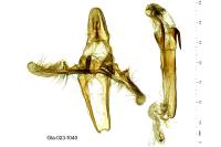 Phycita roborella