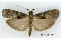 Phycita roborella