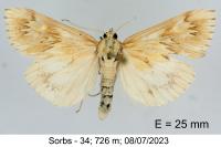 Cynaeda gigantea