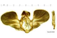 Cynaeda gigantea