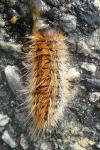 Thaumetopoea pityocampa