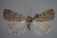 Caradrina selini