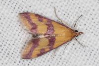 Pyrausta sanguinalis