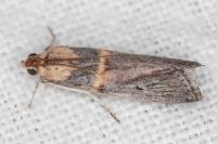 Oxybia transversella