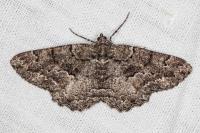 Peribatodes ilicaria ilicaria
