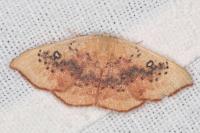 Cyclophora lennigiaria