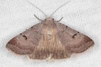 Lygephila craccae