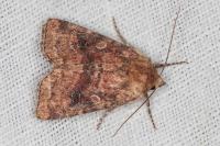 Atypha pulmonaris