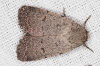 Caradrina aspersa