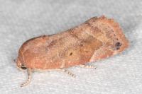Cosmia affinis