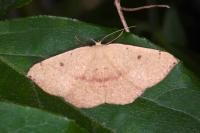 Cyclophora puppillaria