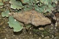 Nycterosea obstipata
