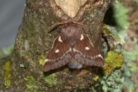 Eriogaster lanestris