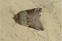 Nycteola siculana