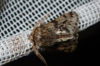 Apocheima hispidaria