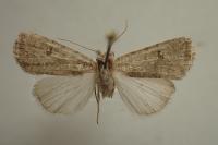 Caradrina flavirena/noctivaga