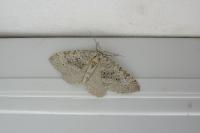 Colostygia multistrigaria olbiaria