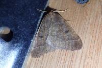 Theria primaria