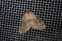 Operophtera brumata