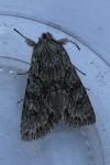 Xylocampa areola