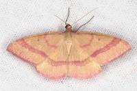 Rhodostrophia calabra