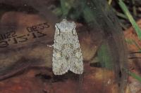 Lithophane ornitopus