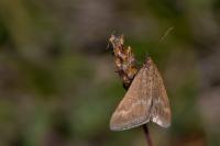 Pyrausta aerealis