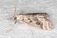 Parapoynx stratiotata