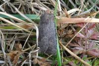 Conistra staudingeri