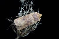 Conistra staudingeri