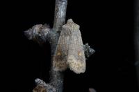 Eupsilia transversa