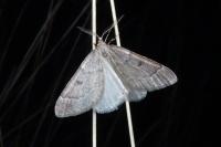 Theria rupicapraria