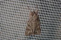 Xylocampa areola