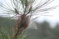 Thaumetopoea pityocampa