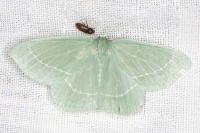 Hemistola chrysoprasaria