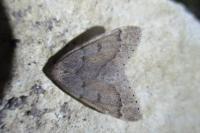 Theria rupicapraria