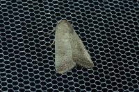 Hoplodrina ambigua/blanda