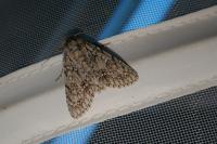 Acronicta aceris