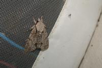 Acronicta psi/tridens