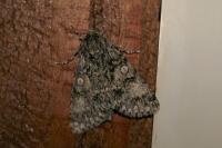 Acronicta megacephala