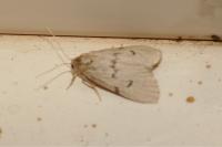 Apaidia mesogona