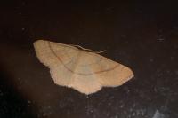 Cyclophora linearia