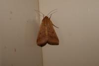 Helicoverpa armigera